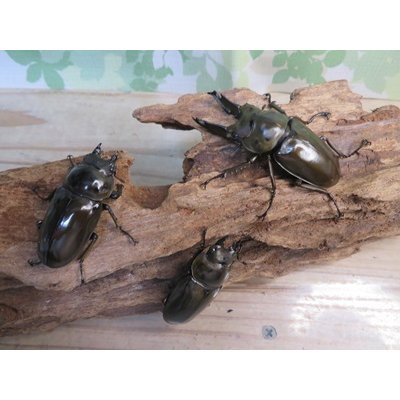 画像5: ☆美麗新成虫☆ババオウゴンオニクワガタ♂64ミリ♀45ミリペア販売！！