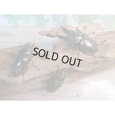 画像6: ☆美麗新成虫☆ババオウゴンオニクワガタ♂64ミリ♀45ミリペア+♀45ミリ計3頭トリオ販売!!