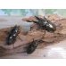 画像6: ☆美麗新成虫☆ババオウゴンオニクワガタ♂64ミリ♀45ミリペア＋♀45ミリ計3頭トリオ販売！！