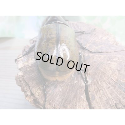 画像3: 新成虫☆F3☆モロンシロカブト♂75ミリ♀58ミリペア販売！！