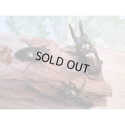 画像6: ☆美麗新成虫☆ババオウゴンオニクワガタ♂70ミリ♀46ミリペア+♀46ミリ計3頭トリオ販売!!