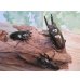 画像6: ☆美麗新成虫☆ババオウゴンオニクワガタ♂70ミリ♀46ミリペア＋♀46ミリ計3頭トリオ販売！！