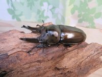 ☆美麗新成虫☆ババオウゴンオニクワガタ♂70ミリ♀46ミリペア＋♀46ミリ計3頭トリオ販売！！