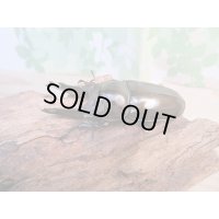 ☆美麗新成虫☆ババオウゴンオニクワガタ♂70ミリ♀46ミリペア＋♀46ミリ計3頭トリオ販売！！