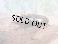 ☆美麗新成虫☆ババオウゴンオニクワガタ♂70ミリ♀46ミリペア+♀46ミリ計3頭トリオ販売!!