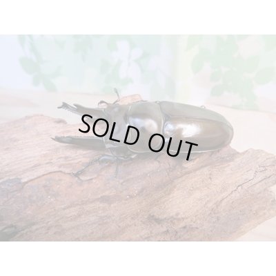 画像1: ☆美麗新成虫☆ババオウゴンオニクワガタ♂70ミリ♀46ミリペア+♀46ミリ計3頭トリオ販売!!