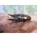 画像1: ☆美麗新成虫☆ババオウゴンオニクワガタ♂70ミリ♀46ミリペア＋♀46ミリ計3頭トリオ販売！！ (1)