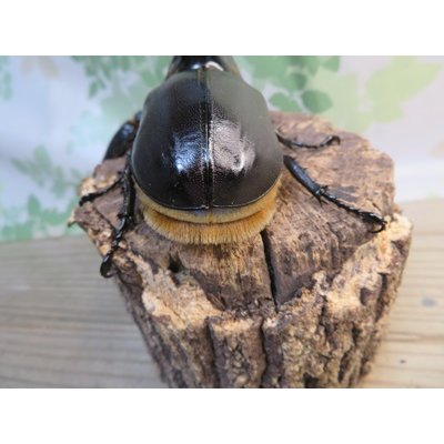 画像3: ☆大型新成虫☆サタンオオカブト♂102ミリ♀60ミリ別血統ペア販売！！