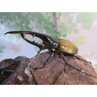 ☆新成虫☆D.H.ヘラクレス♂135ミリ♀66ミリペア販売！！