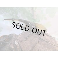 ☆新成虫☆D.H.ヘラクレス♂135ミリ♀66ミリペア販売！！