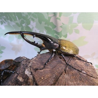 画像1: ☆新成虫☆D.H.ヘラクレス♂135ミリ♀66ミリペア販売！！