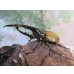 画像1: ☆新成虫☆D.H.ヘラクレス♂135ミリ♀66ミリペア販売！！ (1)