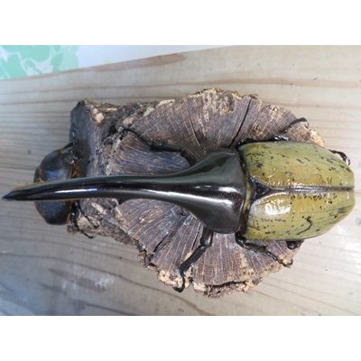 画像2: ☆某有名血統☆新成虫！D.H.ヘラクレス♂137ミリ♀67ミリペア販売！！  
