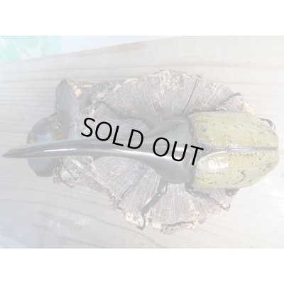 画像2: ☆某有名血統☆新成虫!D.H.ヘラクレス♂137ミリ♀67ミリペア販売!!