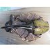 画像2: ☆某有名血統☆新成虫！D.H.ヘラクレス♂137ミリ♀67ミリペア販売！！   (2)