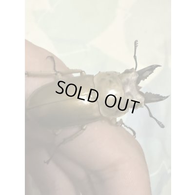 画像2: 稀少産地☆WF2☆モセリオウゴンオニクワガタ幼虫3頭セット販売!!