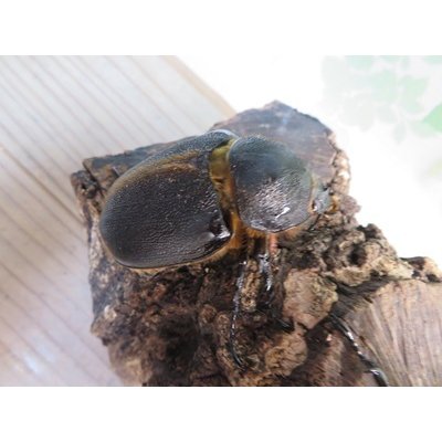 画像4: ☆大型新成虫☆サタンオオカブト♂102ミリ♀60ミリ別血統ペア販売！！