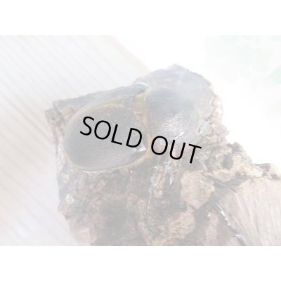 画像4: ☆大型新成虫☆サタンオオカブト♂102ミリ♀60ミリ別血統ペア販売！！