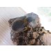 画像4: ☆大型新成虫☆サタンオオカブト♂102ミリ♀60ミリ別血統ペア販売！！ (4)