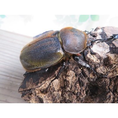 画像4: ☆新成虫☆D.H.ヘラクレス♂135ミリ♀66ミリペア販売！！