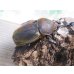 画像4: ☆新成虫☆D.H.ヘラクレス♂135ミリ♀66ミリペア販売！！ (4)