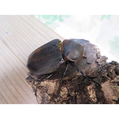 画像4: ☆某有名血統☆新成虫！D.H.ヘラクレス♂137ミリ♀67ミリペア販売！！  