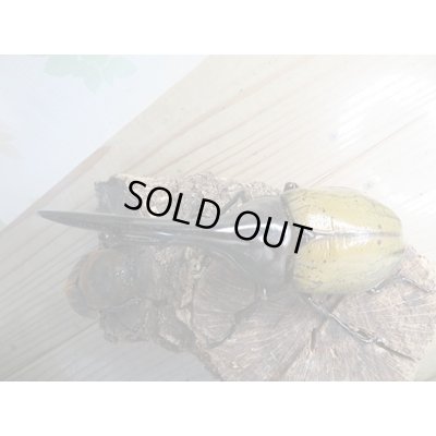 画像2: ☆新成虫☆D.H.ヘラクレス♂135ミリ♀66ミリペア販売!!
