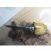 画像2: ☆新成虫☆D.H.ヘラクレス♂135ミリ♀66ミリペア販売！！ (2)