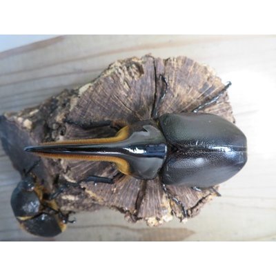 画像2: ☆大型新成虫☆サタンオオカブト♂102ミリ♀60ミリ別血統ペア販売！！