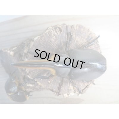 画像2: ☆大型新成虫☆サタンオオカブト♂102ミリ♀60ミリ別血統ペア販売！！