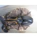 画像2: ☆大型新成虫☆サタンオオカブト♂102ミリ♀60ミリ別血統ペア販売！！ (2)