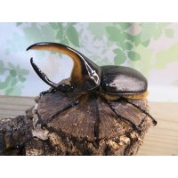 ☆大型新成虫☆サタンオオカブト♂102ミリ♀60ミリ別血統ペア販売！！