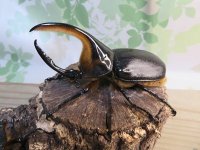 ☆大型新成虫☆サタンオオカブト♂102ミリ♀60ミリ別血統ペア販売！！