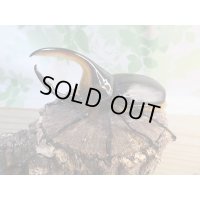 ☆大型新成虫☆サタンオオカブト♂102ミリ♀60ミリ別血統ペア販売！！