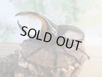 ☆大型新成虫☆サタンオオカブト♂102ミリ♀60ミリ別血統ペア販売！！