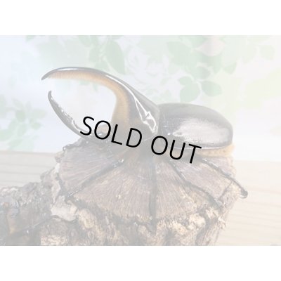 画像1: ☆大型新成虫☆サタンオオカブト♂102ミリ♀60ミリ別血統ペア販売！！