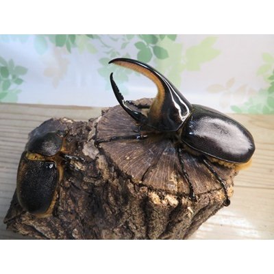画像5: ☆大型新成虫☆サタンオオカブト♂102ミリ♀60ミリ別血統ペア販売！！