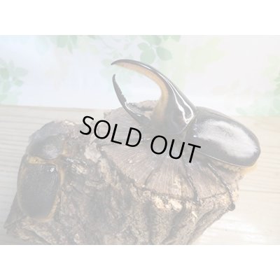 画像5: ☆大型新成虫☆サタンオオカブト♂102ミリ♀60ミリ別血統ペア販売！！