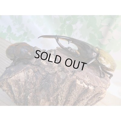 画像5: ☆新成虫☆D.H.ヘラクレス♂135ミリ♀66ミリペア販売!!
