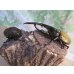 画像5: ☆新成虫☆D.H.ヘラクレス♂135ミリ♀66ミリペア販売！！ (5)
