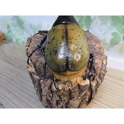 画像3: ☆某有名血統☆新成虫！D.H.ヘラクレス♂137ミリ♀67ミリペア販売！！  