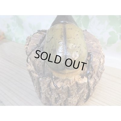 画像3: ☆某有名血統☆新成虫!D.H.ヘラクレス♂137ミリ♀67ミリペア販売!!