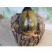 画像3: ☆某有名血統☆新成虫！D.H.ヘラクレス♂137ミリ♀67ミリペア販売！！   (3)