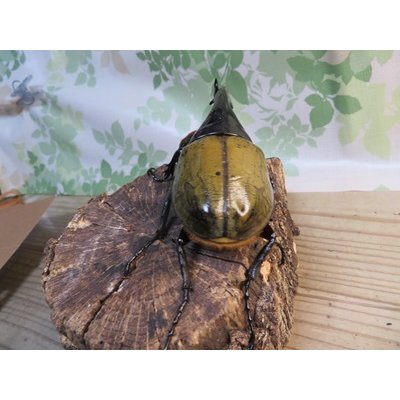 画像3: ☆新成虫☆D.H.ヘラクレス♂135ミリ♀66ミリペア販売！！