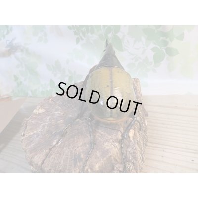 画像3: ☆新成虫☆D.H.ヘラクレス♂135ミリ♀66ミリペア販売!!