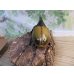 画像3: ☆新成虫☆D.H.ヘラクレス♂135ミリ♀66ミリペア販売！！ (3)