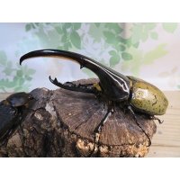 ☆某有名血統☆新成虫！D.H.ヘラクレス♂137ミリ♀67ミリペア販売！！  