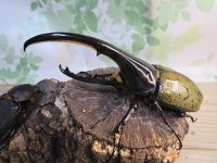☆某有名血統☆新成虫！D.H.ヘラクレス♂137ミリ♀67ミリペア販売！！  
