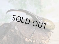 ☆某有名血統☆新成虫！D.H.ヘラクレス♂137ミリ♀67ミリペア販売！！  