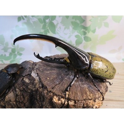 画像1: ☆某有名血統☆新成虫！D.H.ヘラクレス♂137ミリ♀67ミリペア販売！！  